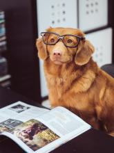 Dog with glasses reading book